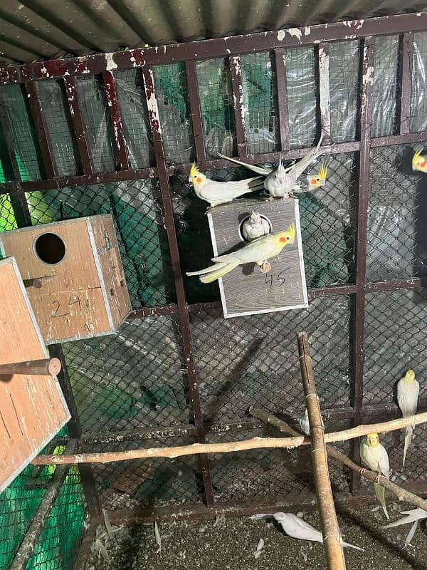 i want to sale cockatial 03185278196 1