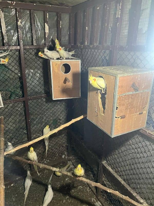 i want to sale cockatial 03185278196 2