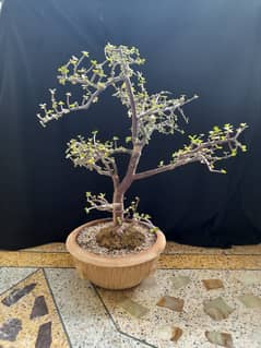 Bonsai JADE