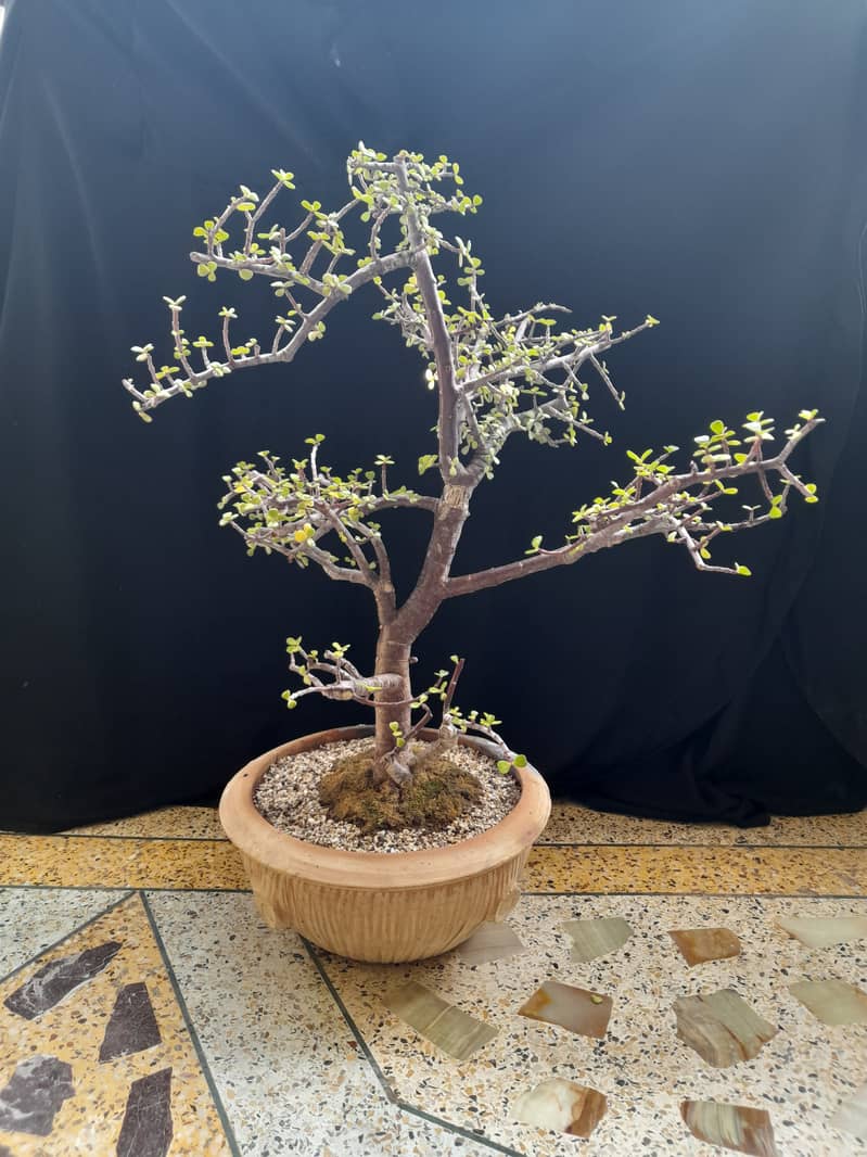 Bonsai JADE 0