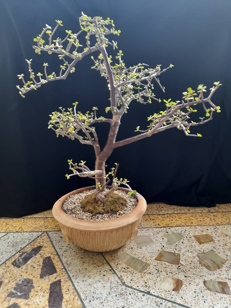 Bonsai JADE 1