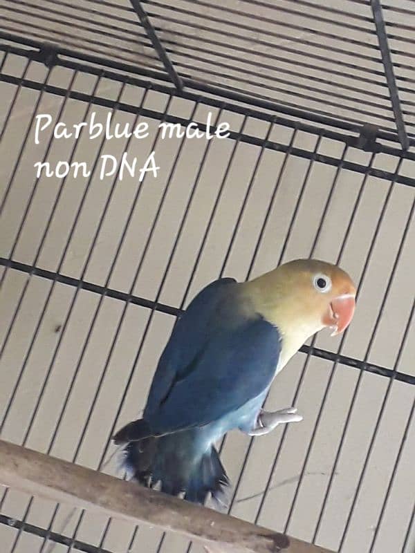 Albino red eye female Dna . Parblue male non dna 1