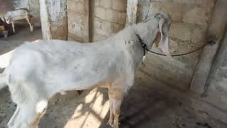 gulabi nukra breeder , bakri with one kid and 1 bharbari male