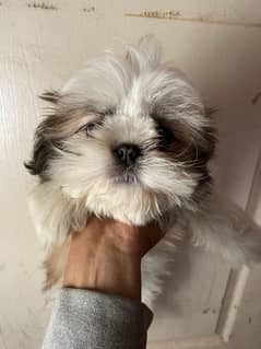 shih tzu female