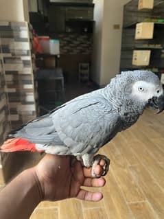 African grey/Parrot/Grey