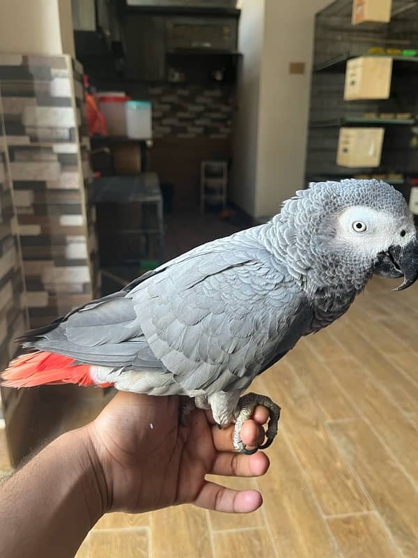 African grey/Parrot/Grey 0