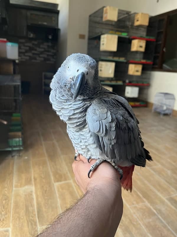 African grey/Parrot/Grey 1