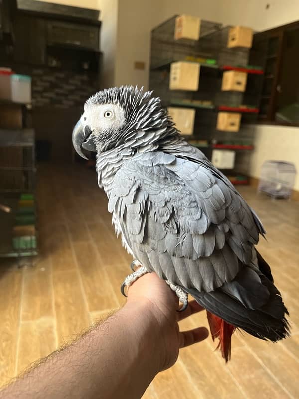 African grey/Parrot/Grey 2