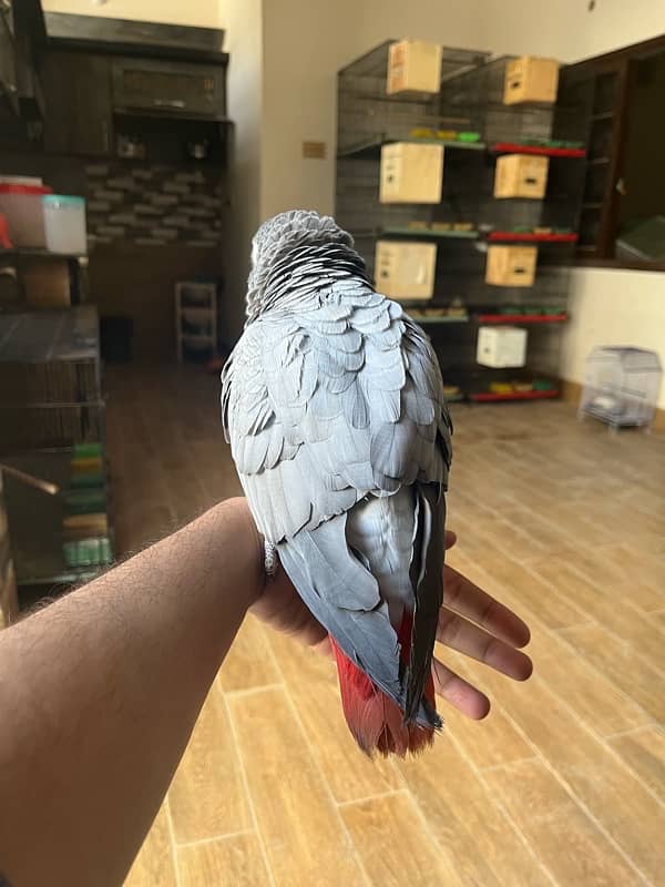 African grey/Parrot/Grey 6