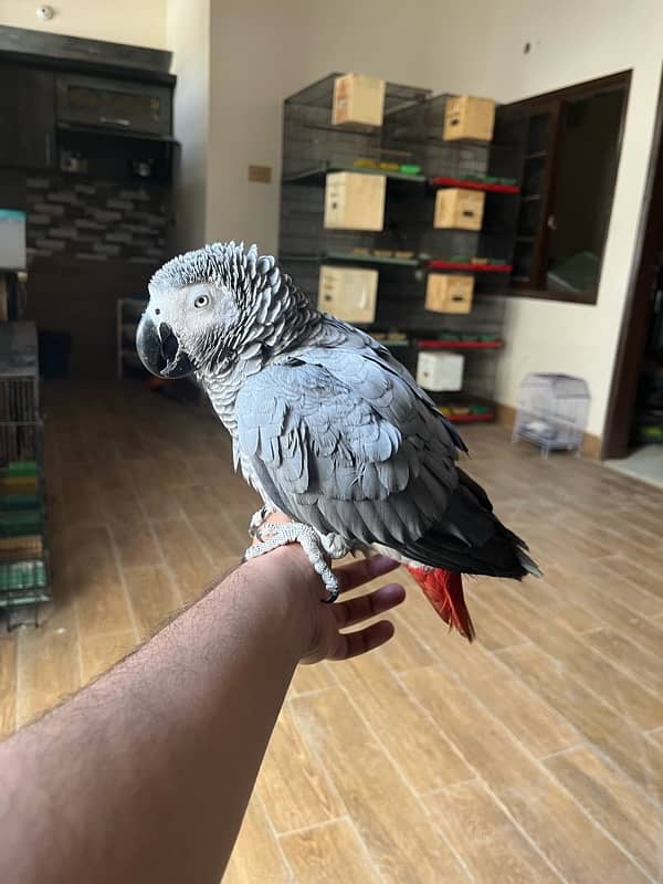 African grey/Parrot/Grey 7