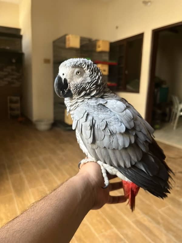 African grey/Parrot/Grey 8