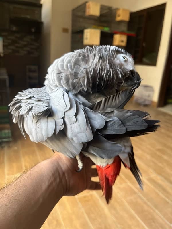 African grey/Parrot/Grey 9