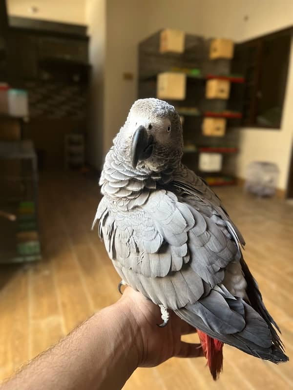 African grey/Parrot/Grey 10