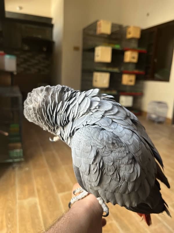 African grey/Parrot/Grey 11