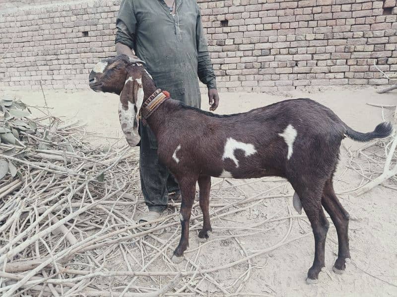 ماشااللہ بہت ہی خوبصورت اور اچھی کوالٹی کی پٹھ 6دانت کی 1