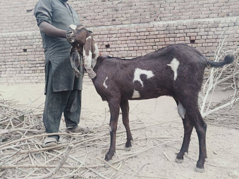 ماشااللہ بہت ہی خوبصورت اور اچھی کوالٹی کی پٹھ 6دانت کی 2