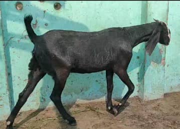 Bakra / Bakri / Gaban Bakri 0