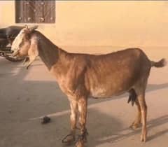 Bakra