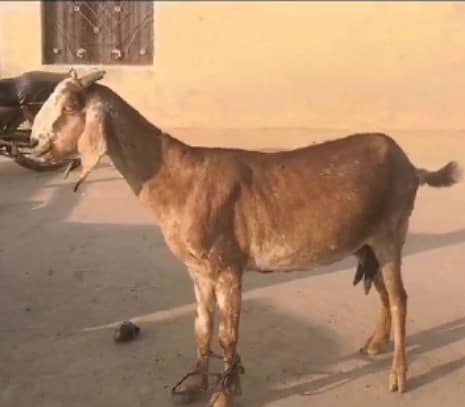 Bakra / Bakri / Gaban Bakri 1