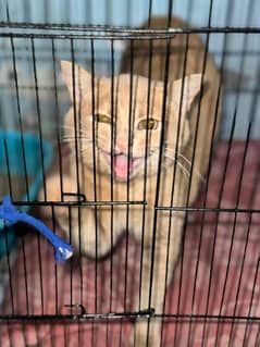 male brown cat