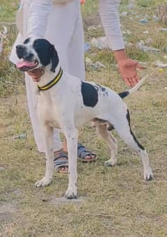 pure English pointer male 13 month full train for sale