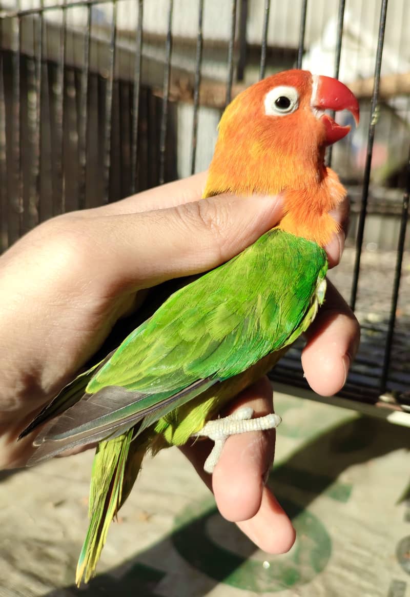 Green Opaline split blue possible split Palefellow female for sale 0