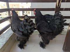 black heavy Cochin healthy and active