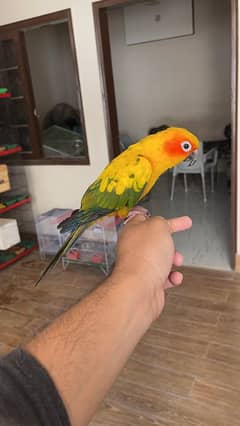 Sun conure / Conure Parrots