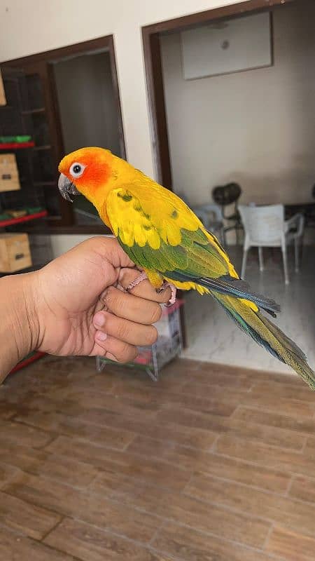 Sun conure / Conure Parrots 1