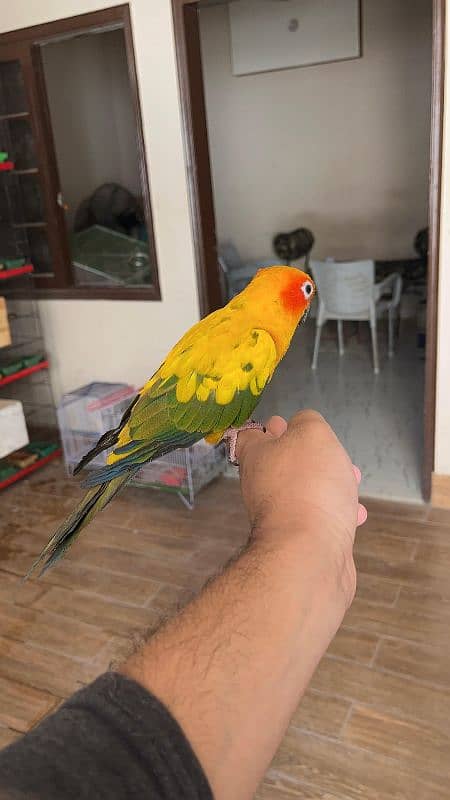 Sun conure / Conure Parrots 2