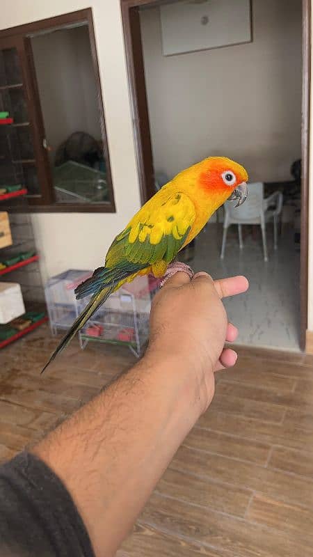 Sun conure / Conure Parrots 3