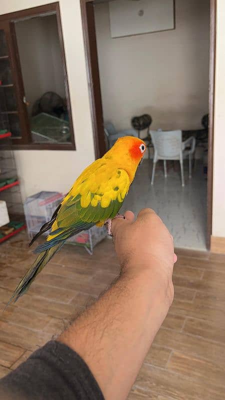 Sun conure / Conure Parrots 4