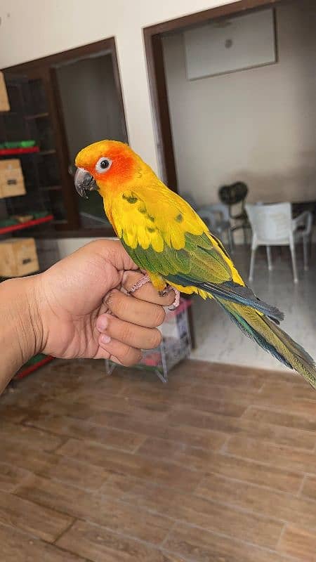 Sun conure / Conure Parrots 5