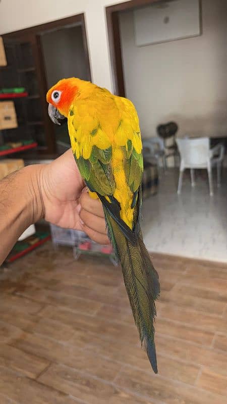 Sun conure / Conure Parrots 6