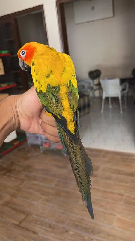 Sun conure / Conure Parrots 7