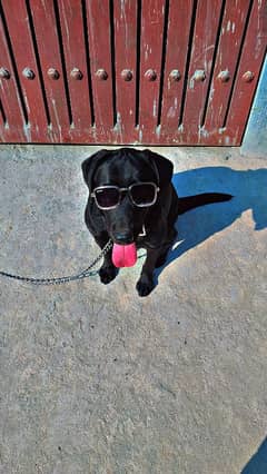 black female labrador