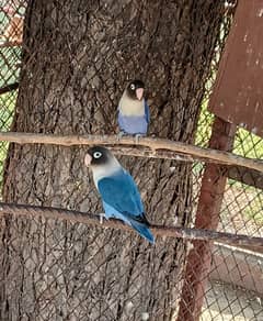 love bird pair for sale