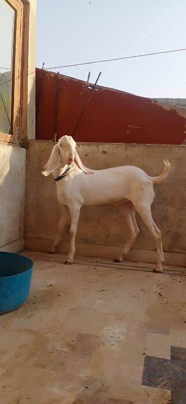 bakra 1