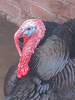 Turkey Bird Only male available