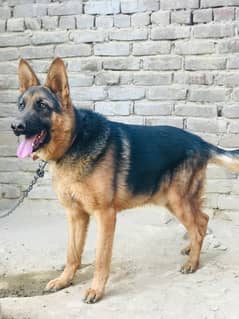 German Shepherd