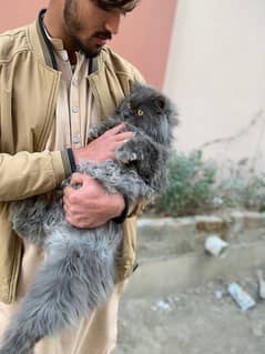 Persian Long coat Male