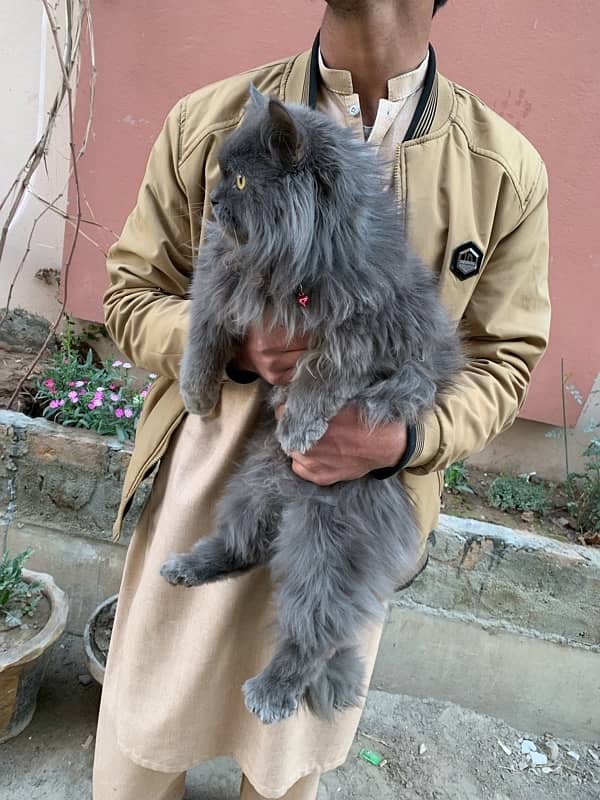 Persian Long coat Male 1