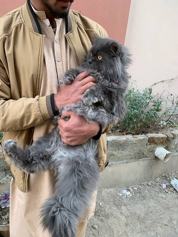 Persian Long coat Male 2