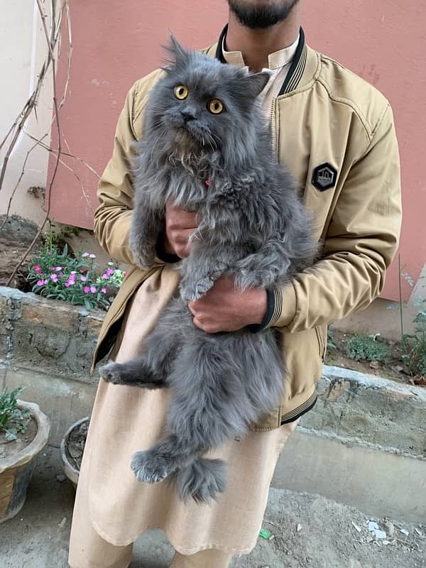 Persian Long coat Male 3