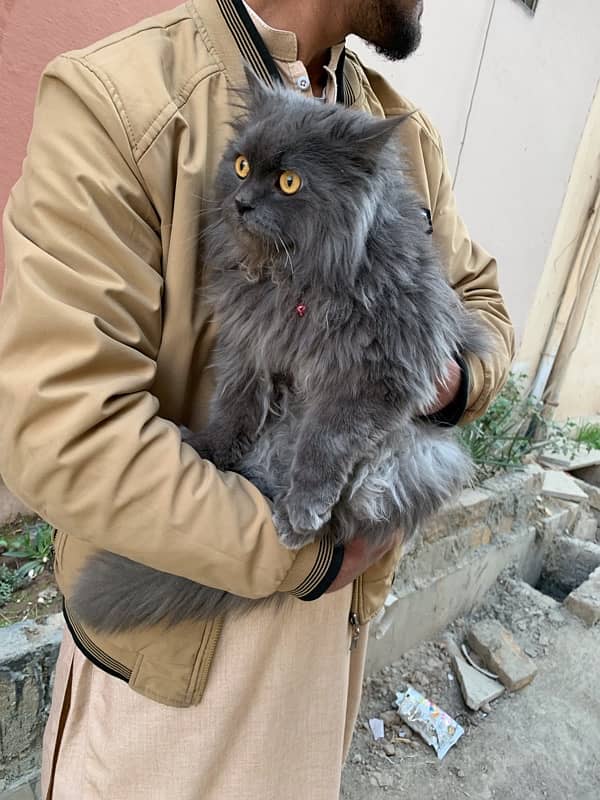 Persian Long coat Male 4