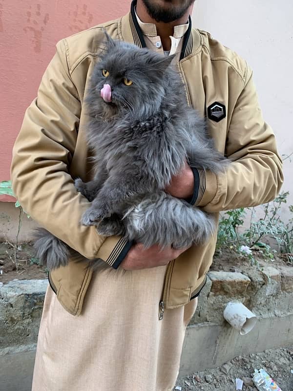 Persian Long coat Male 5