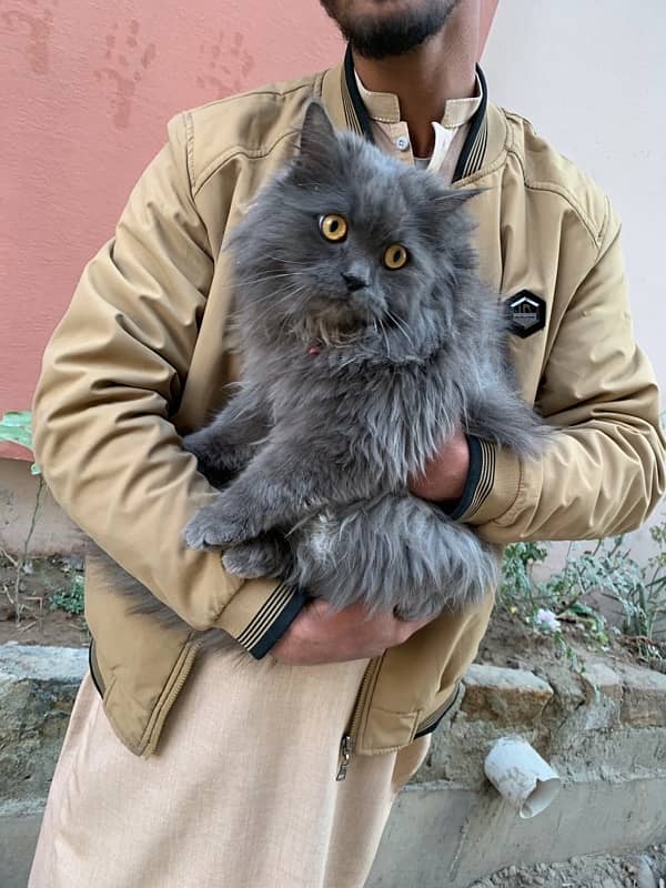 Persian Long coat Male 6