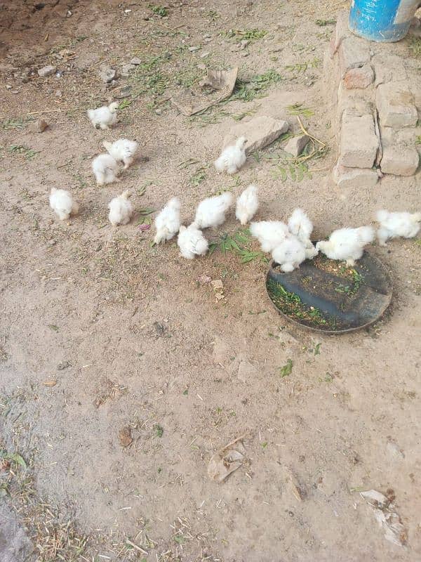 Silkie Chicks For Sale 1