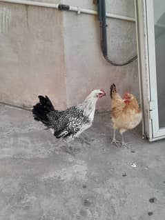 Desi Hens