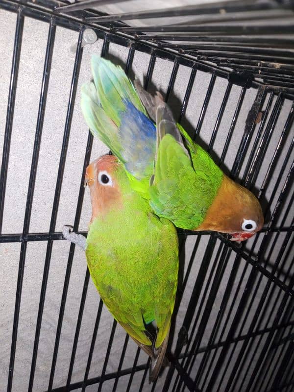 love birds 1